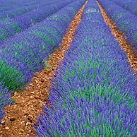 Lavender fields (Lavendula sp) in the Provence, France
<BR><BR>More images at www.arterra.be</P>